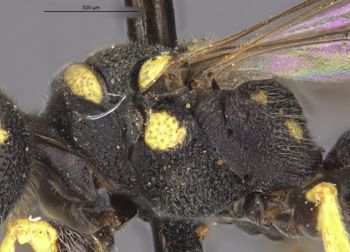 Media type: image;   Entomology 10030 Aspect: thorax lateral